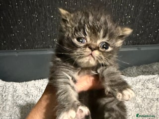 Persian cats - Advert 6