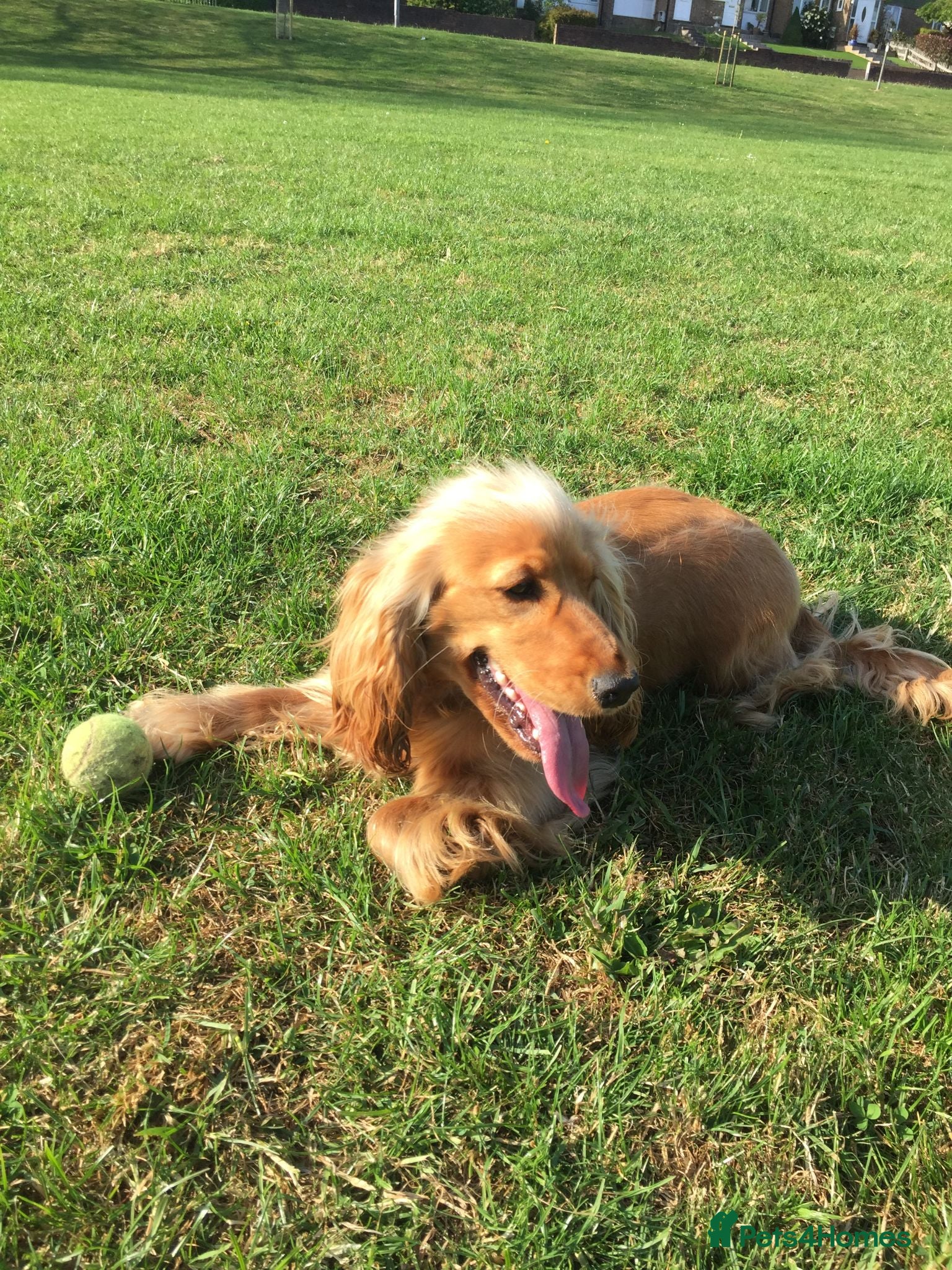 Cocker Spaniel dogs Pedigree Golden Cocker Spaniels KC Registered - Advert 1