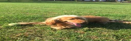 Cocker Spaniel dogs for sale: Pedigree Golden Cocker Spaniels KC Registered in Chigwell - Advert 1