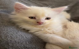 Mixed Breed cats for sale: Stunning Kittens  - Image 4