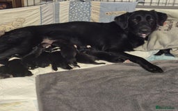 Border Collie dogs for sale: LAST BEAUTIFUL BORDER COLLIE - Image 12