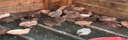 Quail poultry for sale: Quail Hatching Eggs etc  - Advert 4