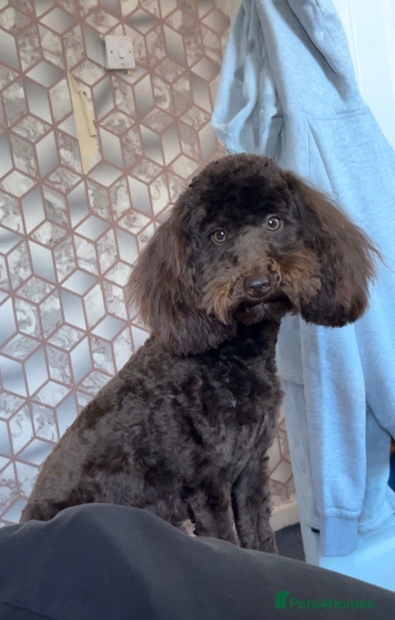 Cockapoo dogs Beautiful cockapoo pups ready for a loving home  - Advert 12