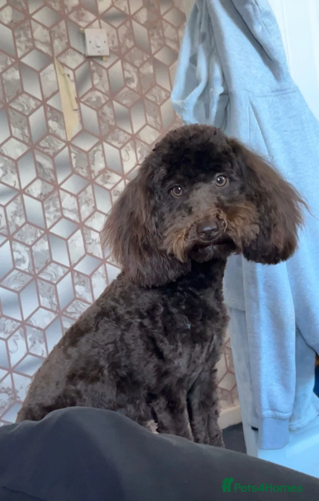Cockapoo dogs for sale: Beautiful cockapoo pups ready for a loving home  in Tredegar - Advert 1