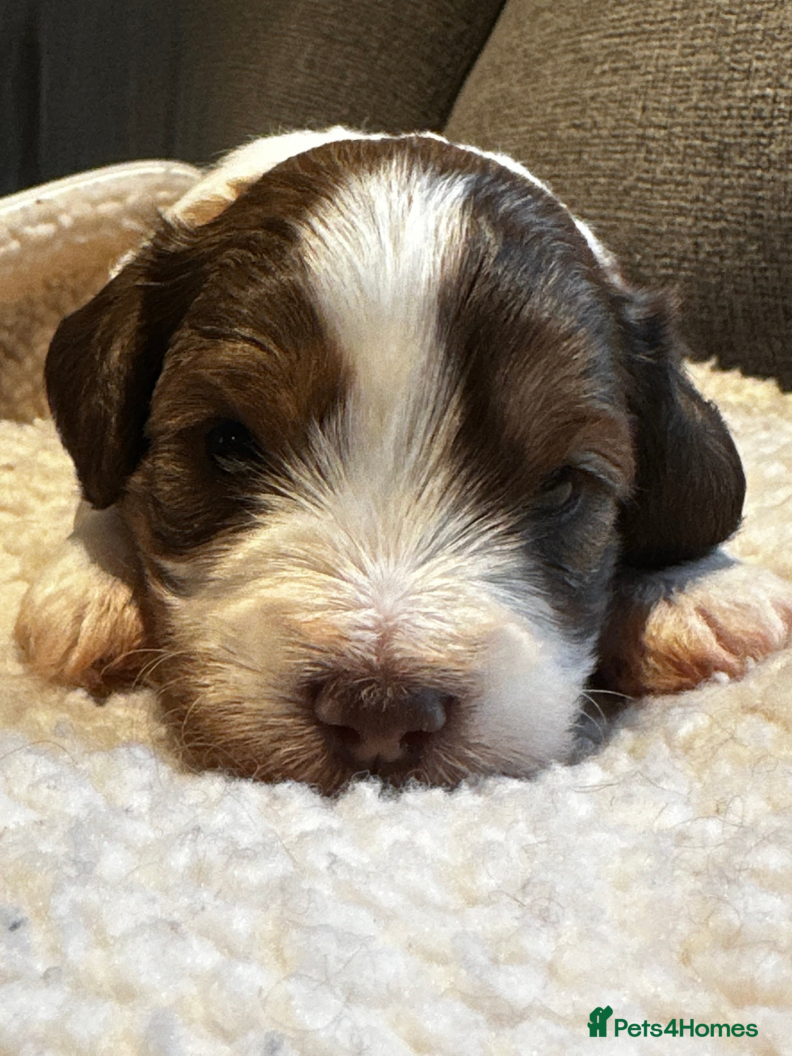 Schnoodle dogs Amazing litter of Schnoodle puppies.  - Advert 2