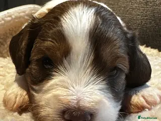 Schnoodle dogs Amazing litter of Schnoodle puppies. - Advert 2