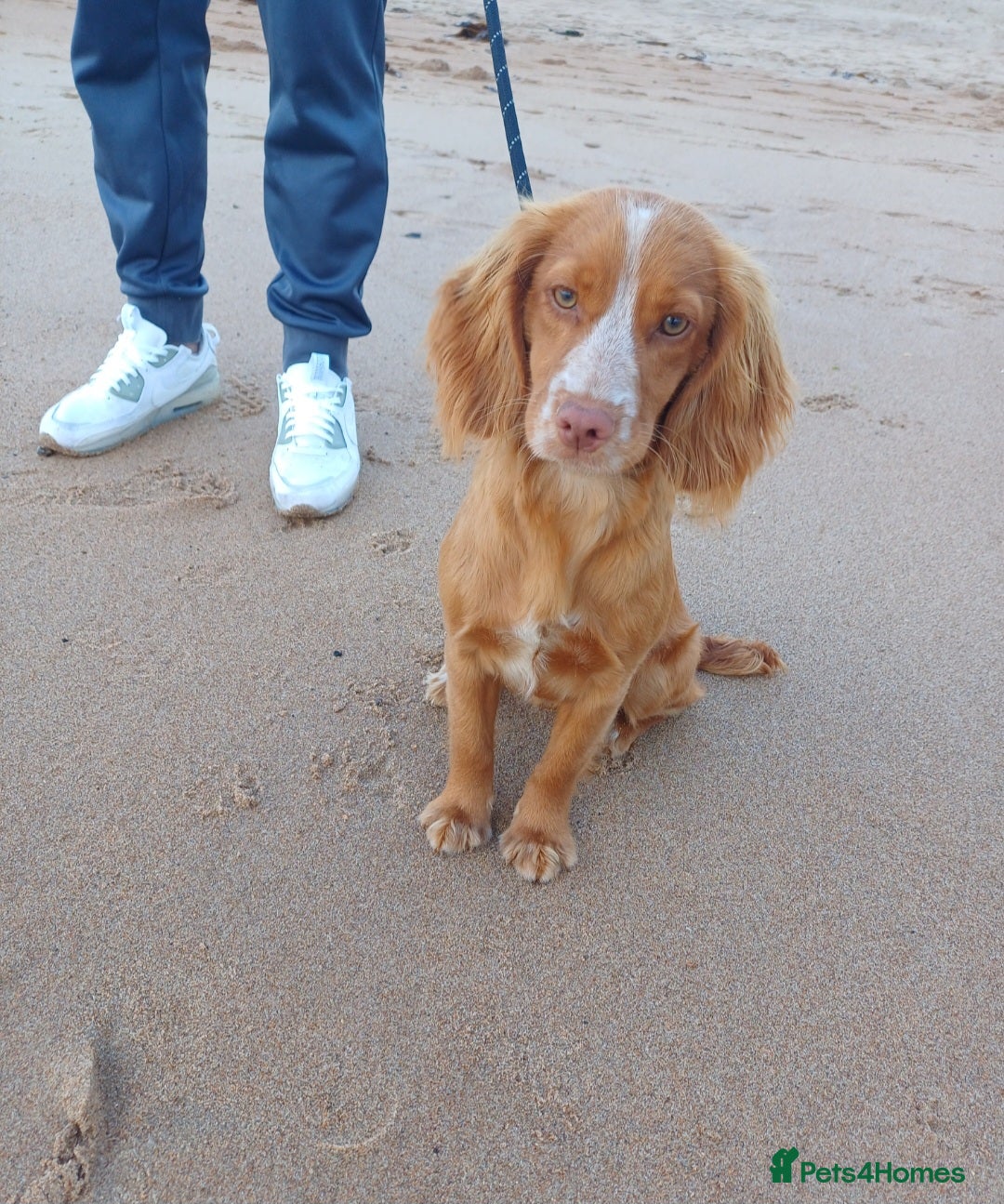 Cocker Spaniel dogs for sale: Working cocker spaniels 4 weeks old - Image 2