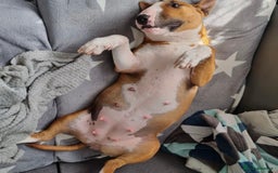 English Bull Terrier dogs for sale: English bull terrier puppies KC registered  - Image 14