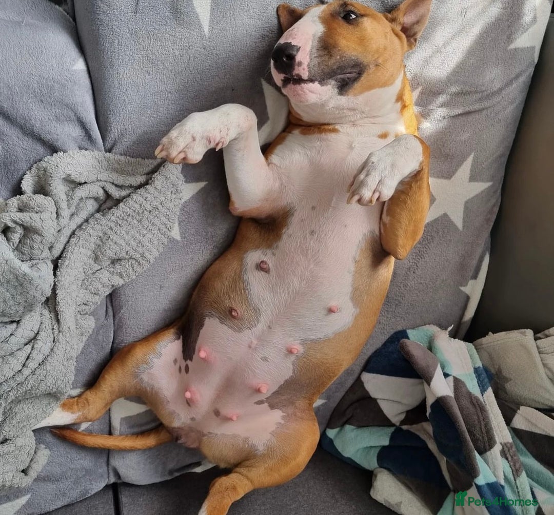 English Bull Terrier dogs for sale: English bull terrier puppies KC registered  - Image 14