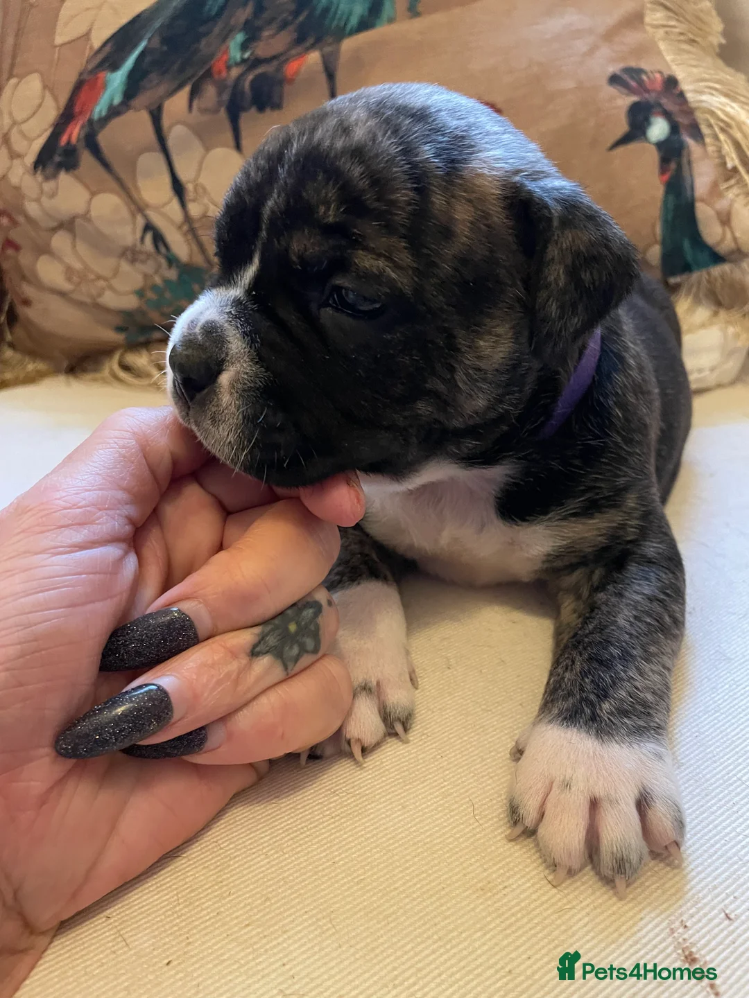 American Bully dogs for sale: ⭐️ 3/4 stunning Pocket bullys mix of colours ⭐️ - Advert 18