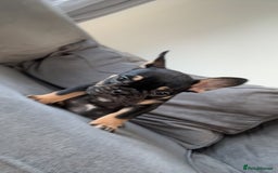 French Bulldog dogs for sale: French bulldog puppy  - Image 2