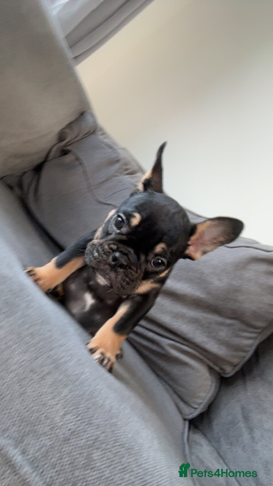 French Bulldog dogs for sale: French bulldog puppy  - Image 2
