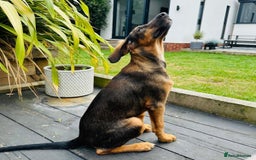 Mixed Breed dogs for adoption: Clover (Shepherd/Hound mix) - Image 3