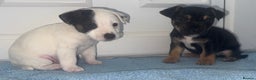 Jack Russell dogs for sale: Minituare short haired jack Russell’s ready now - Advert 13