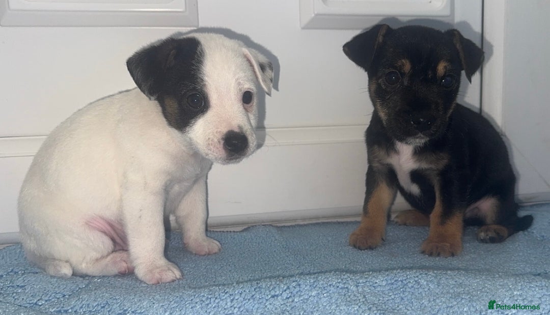 Jack Russell dogs for sale: Minituare short haired jack Russell’s ready now - Advert 13