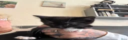 Mixed Breed cats for sale: Kittens  - Advert 7