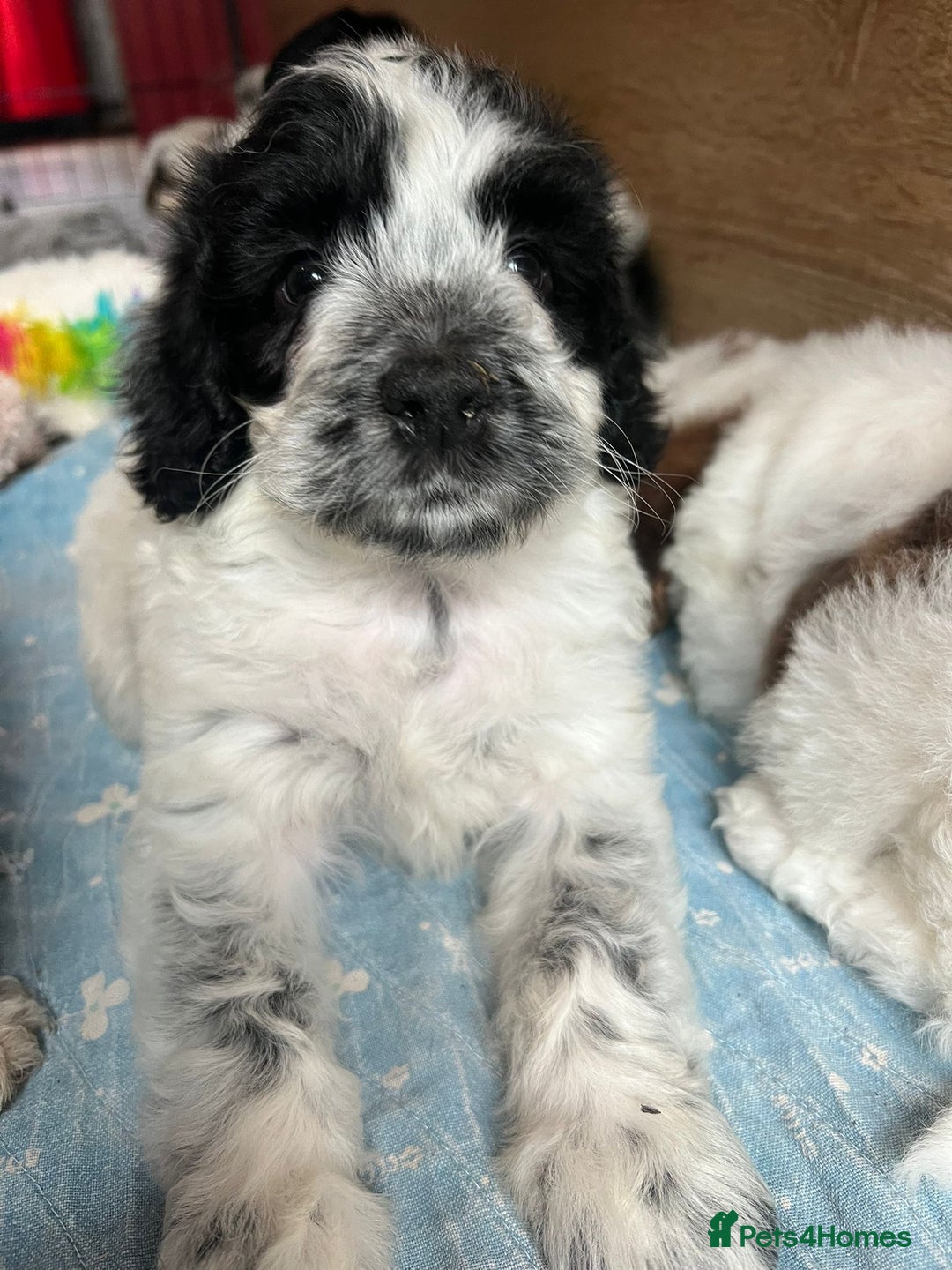Cockapoo dogs for sale: Colourful Cockapoos 🌈 Raised Right ✨ - Image 1
