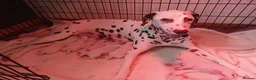 Dalmatian dogs for sale: Dalmatian puppies  - Advert 6