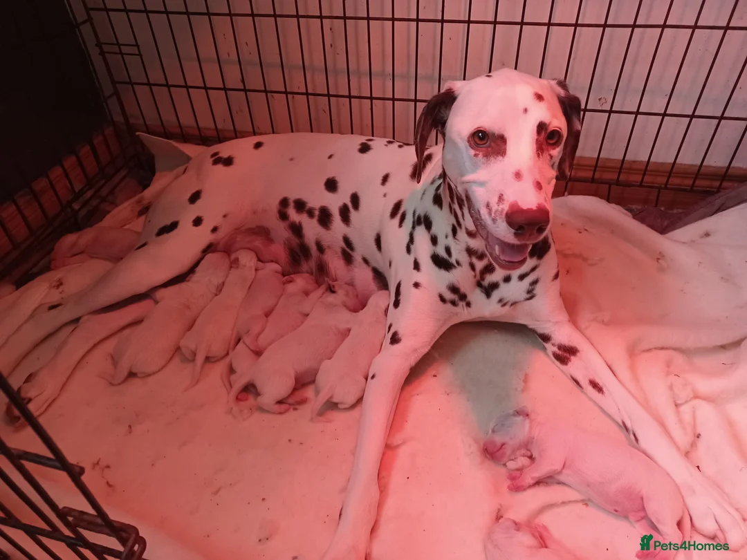 Dalmatian dogs for sale: Dalmatian puppies  - Advert 6