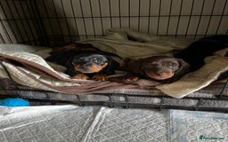 Dachshund dogs for sale: 4 Beautiful Dachshund Puppies - Image 7