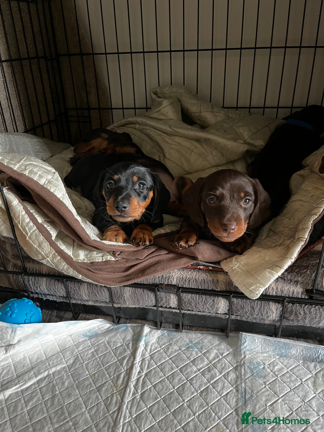 Dachshund dogs for sale: 4 Beautiful Dachshund Puppies - Image 7