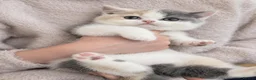 British Shorthair cats for sale: 5 GCCF REGISTERED KITTENS - Advert 4