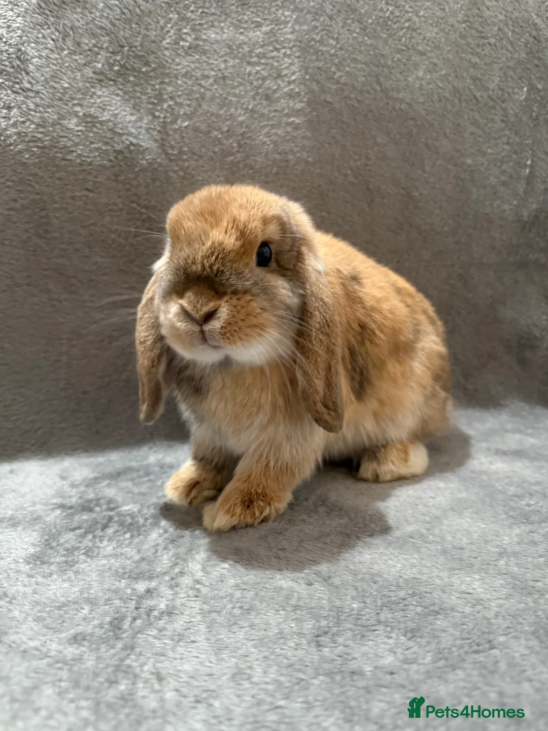 Mini Lop rabbits for sale: 2x Mini lops - Advert 2