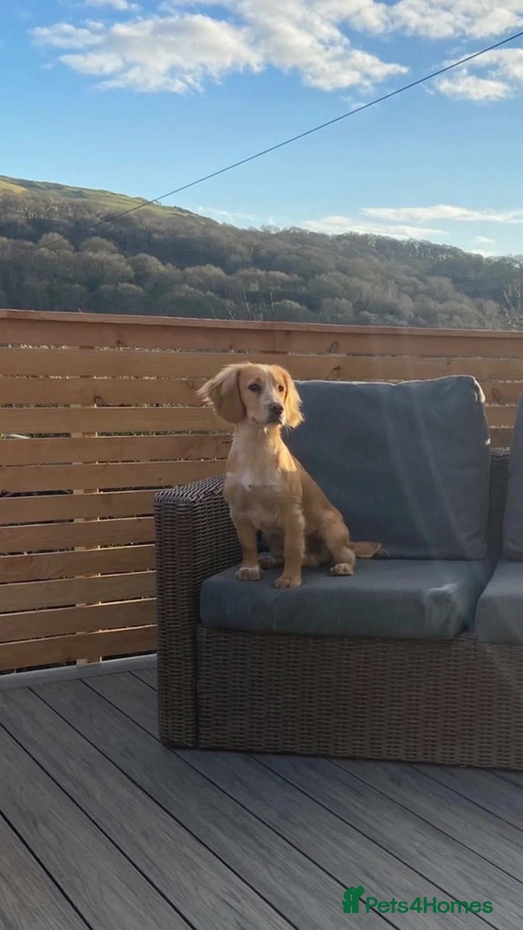 Cocker Spaniel dogs for stud: KC Reg Working Cocker Spaniel – Available at Stud - Advert 2