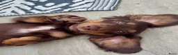 Dachshund dogs for sale: 2 LEFT  in Romford - Advert 6