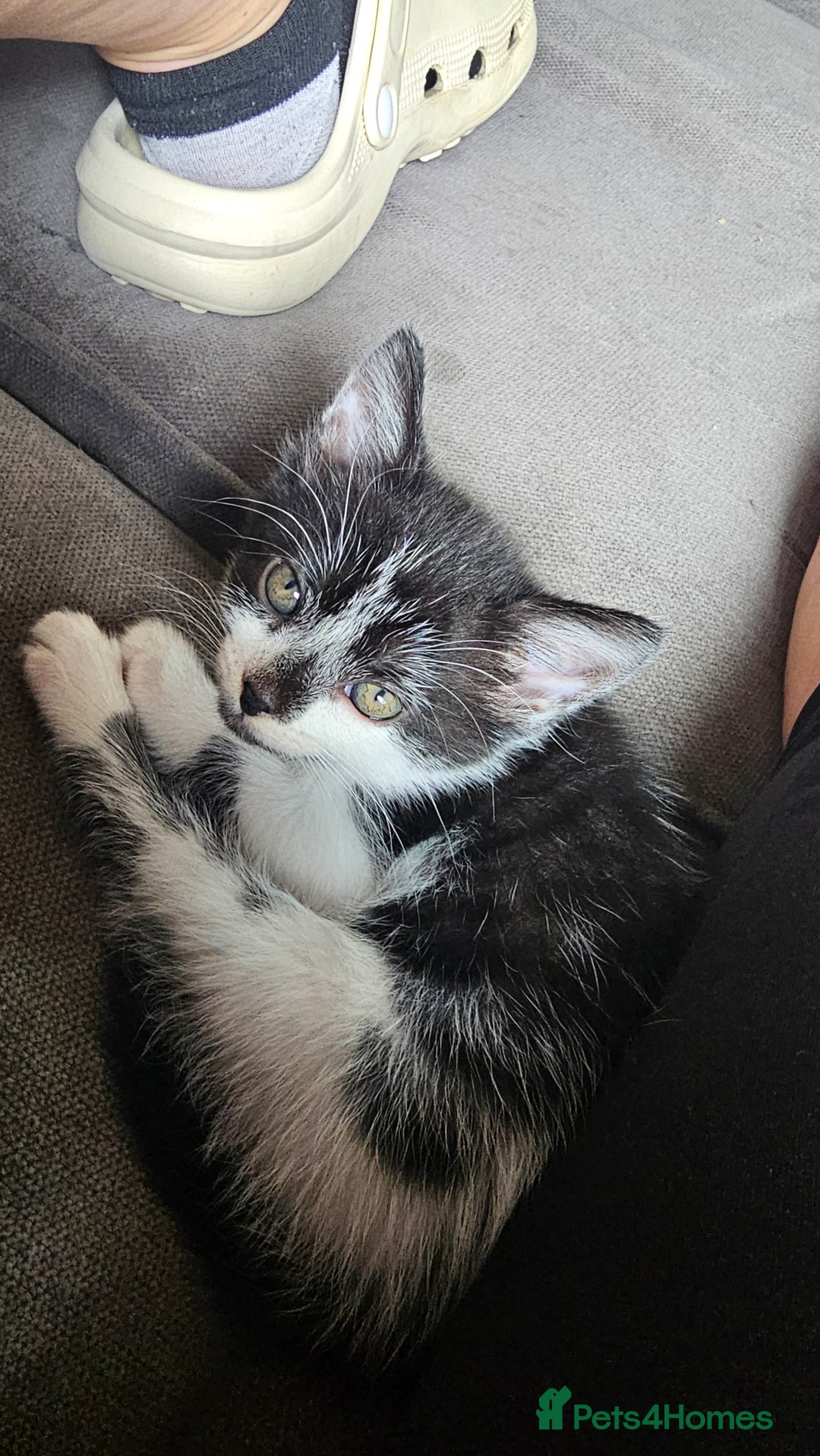 British Shorthair cats for sale: Brittish short hair cross main coon kittens - Image 10