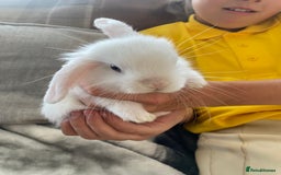 Mini Lop rabbits for sale: Beautiful mini lop babies - super temperaments - Image 6