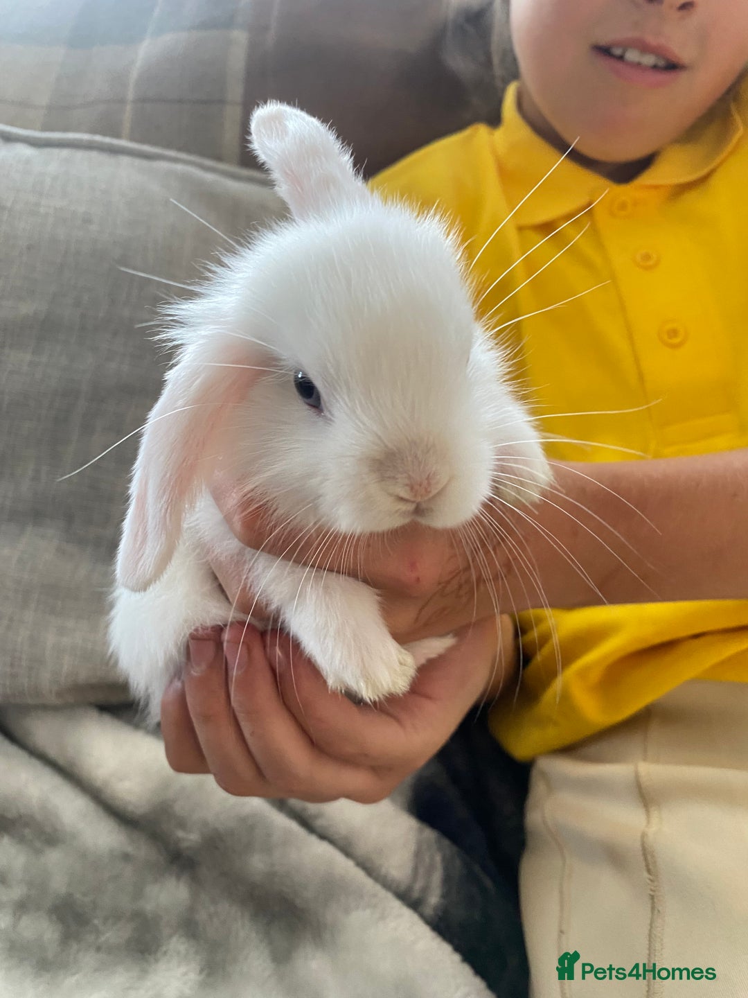 Mini Lop rabbits for sale: Beautiful mini lop babies - super temperaments - Image 6