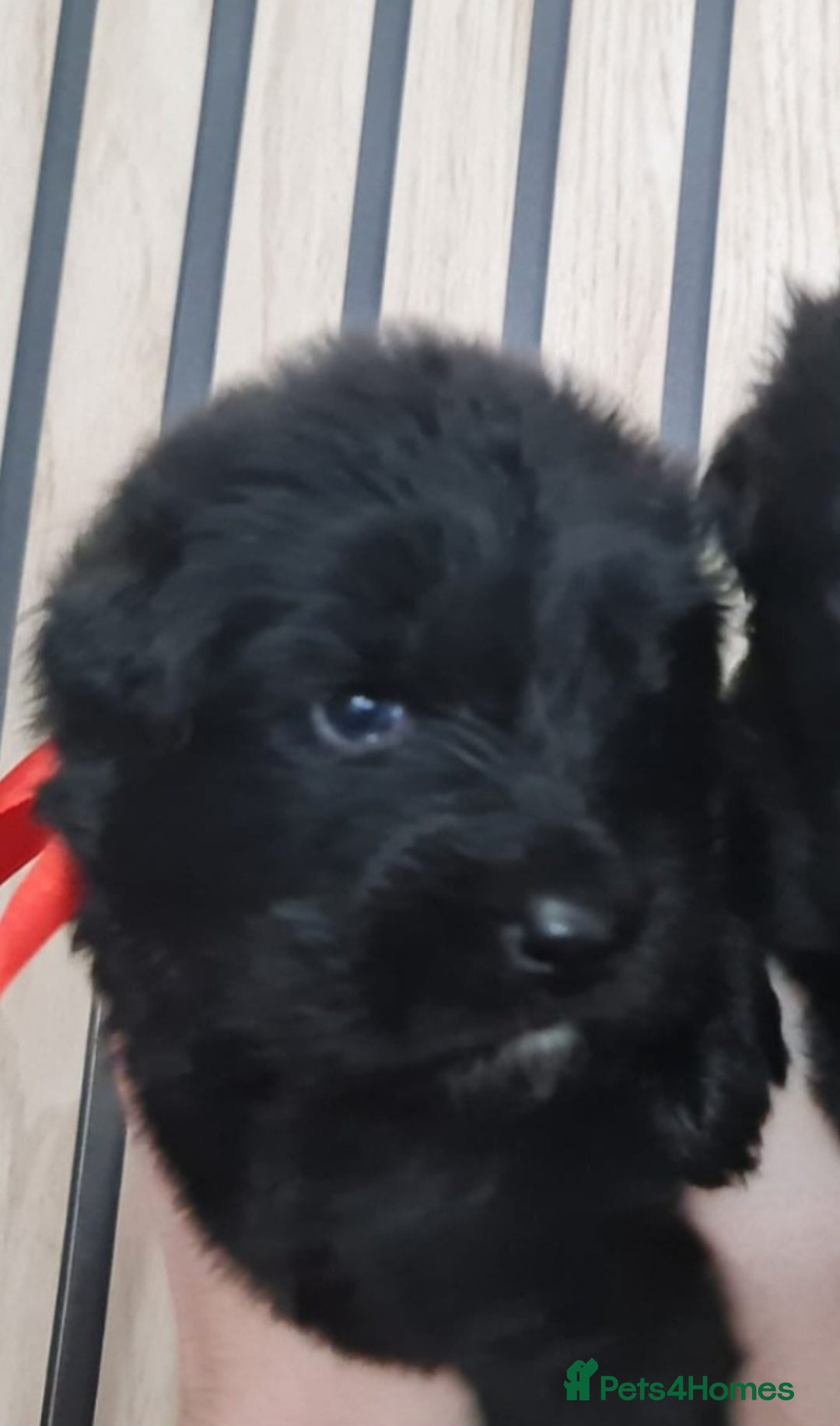 German Shepherd dogs for sale: KC, Top Quality Long Hair GSD Puppies  - Advert 22