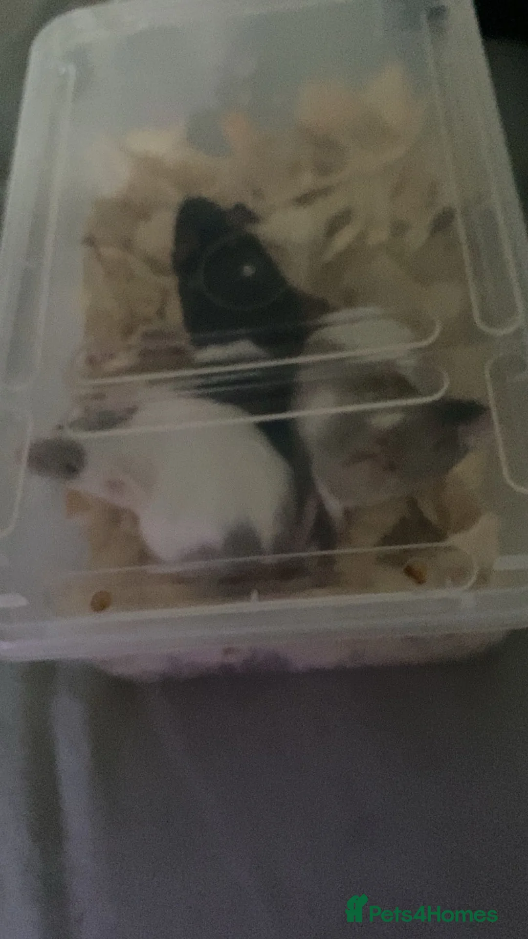 Mouse rodents for sale: 3 Fancy Mice For Sale - Advert 2