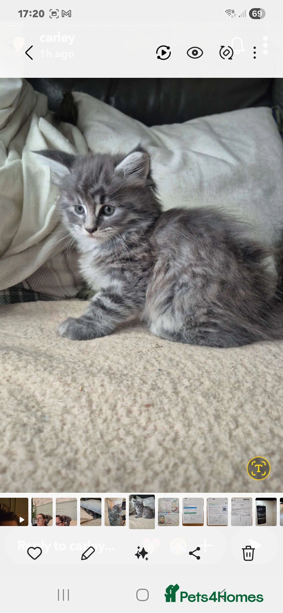 Maine Coon cats for sale: Mainecoon kitten - Image 4