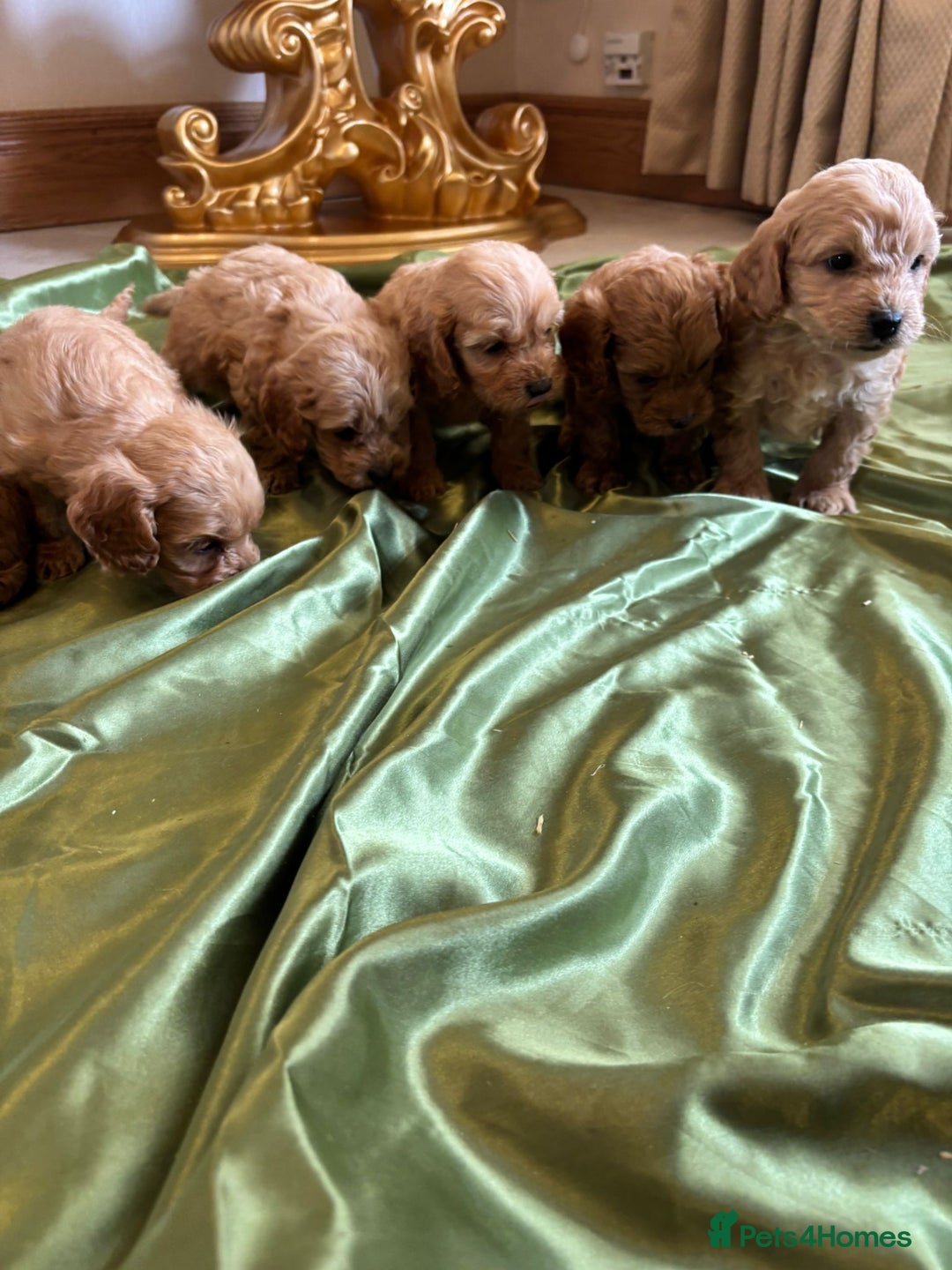 Cockapoo dogs for sale: F1 DNA Health Tested Cockapoos  - Image 11
