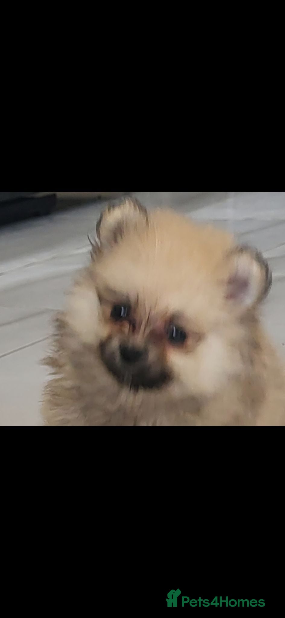 Pomeranian dogs Pomeranian mixed litter  - Advert 15