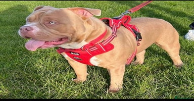 Mixed Breed dogs - Advert 2