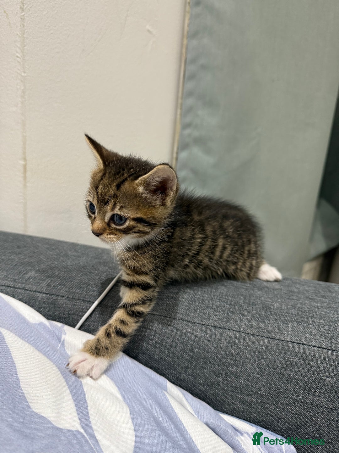 American Shorthair cats for sale: Beautiful mixed kittens - Advert 3