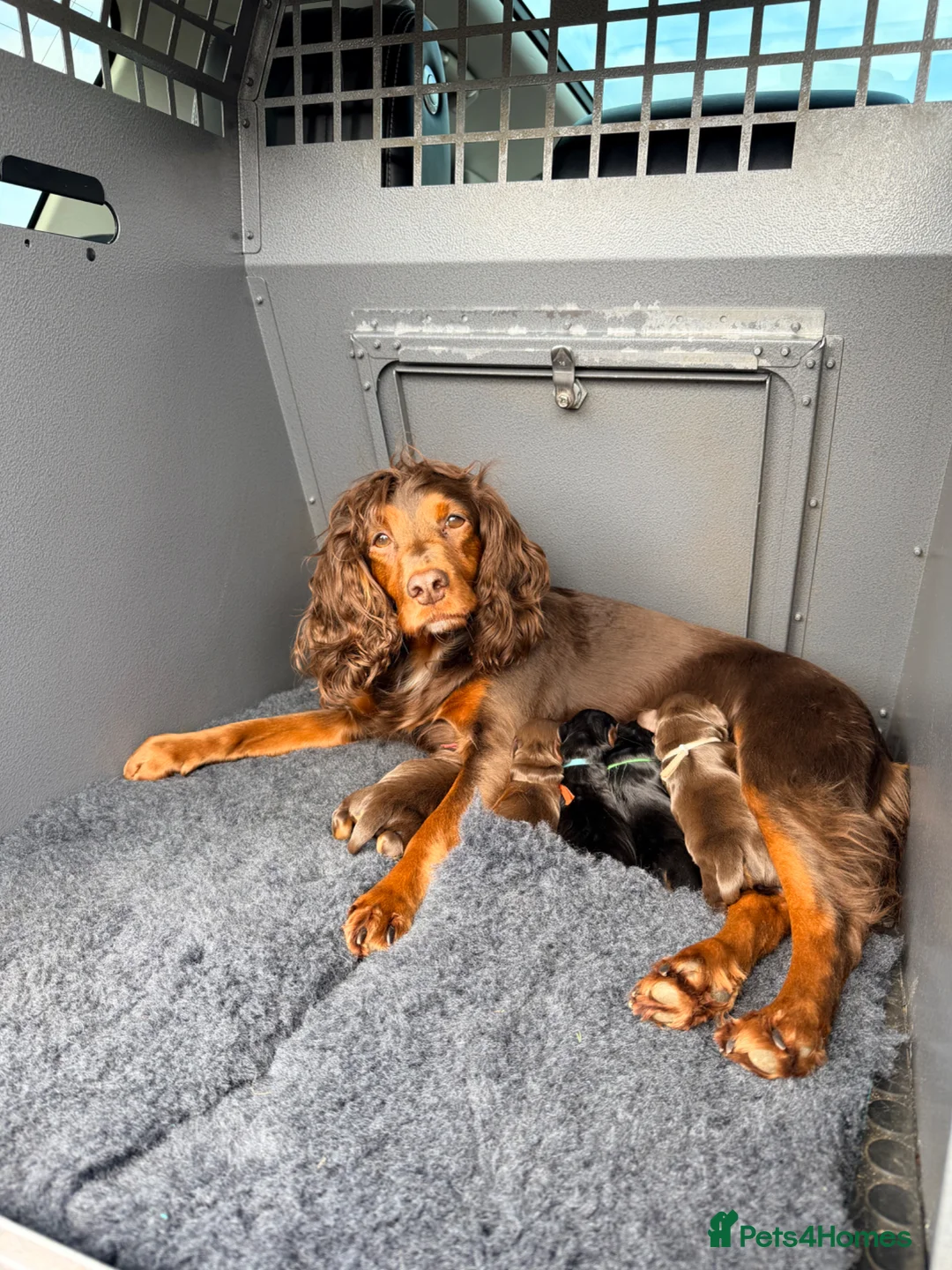 Cocker Spaniel dogs for sale: Stunning kc cocker spaniels - puppy culture raised - Advert 2