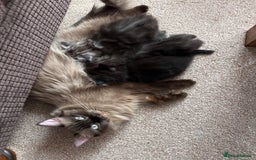 Persian cats for sale: 4 super friendly & playful Persian/Ragdoll babies - Image 8