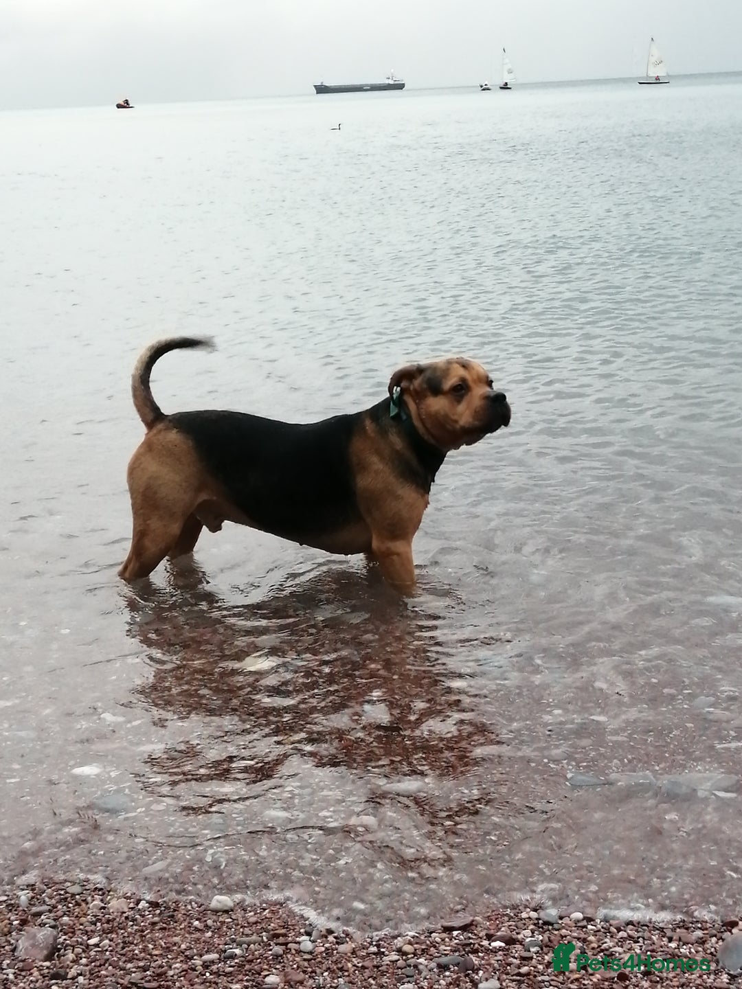 Mixed Breed dogs for stud: Stud  - Advert 2