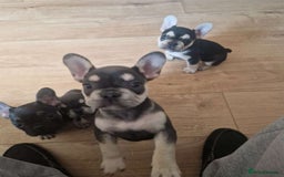 French Bulldog dogs for sale: FRENCH BULLDOG PUPPIES READY NOW!   🐾 - Image 11