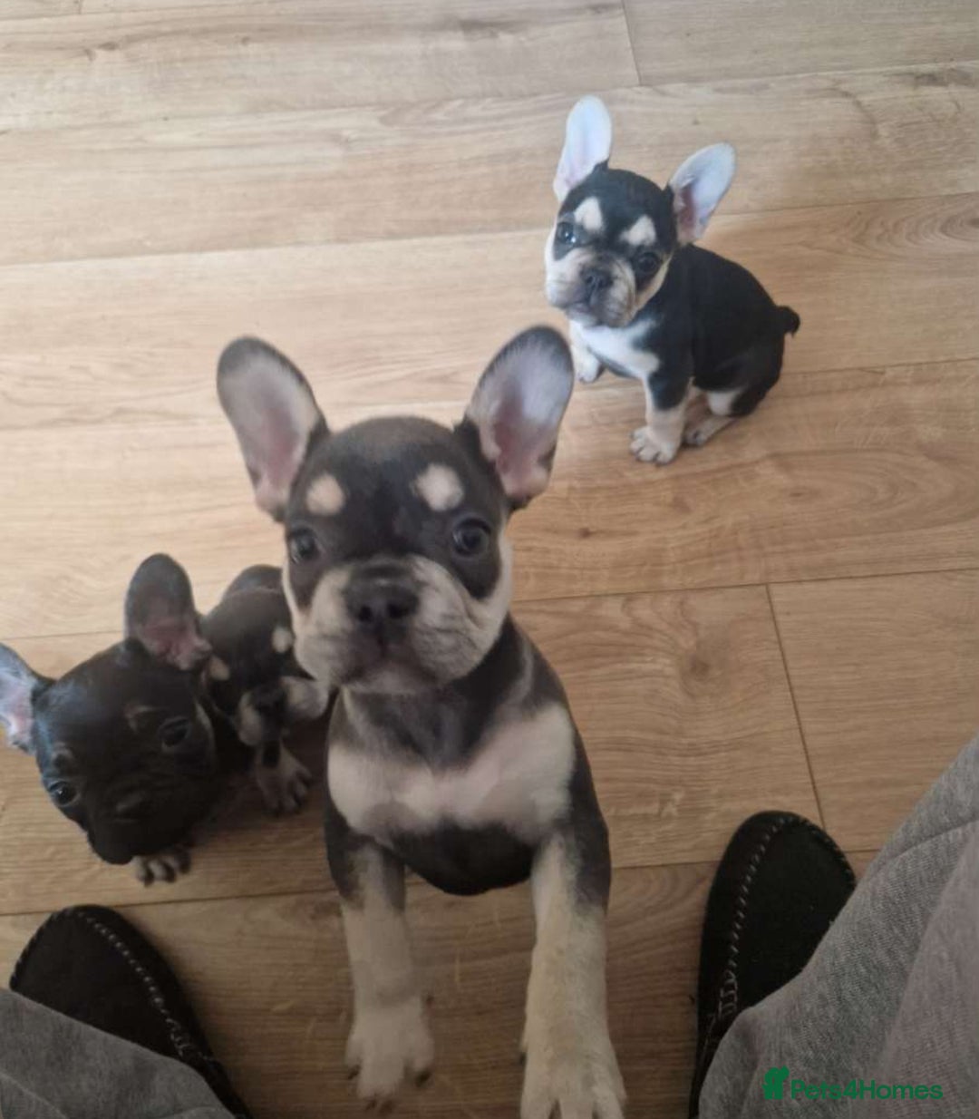 French Bulldog dogs for sale: FRENCH BULLDOG PUPPIES READY NOW!   🐾 - Image 11