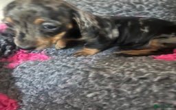 Dachshund dogs for sale: STUNNING dachshund puppies 2 boys 2 girls  - Image 4