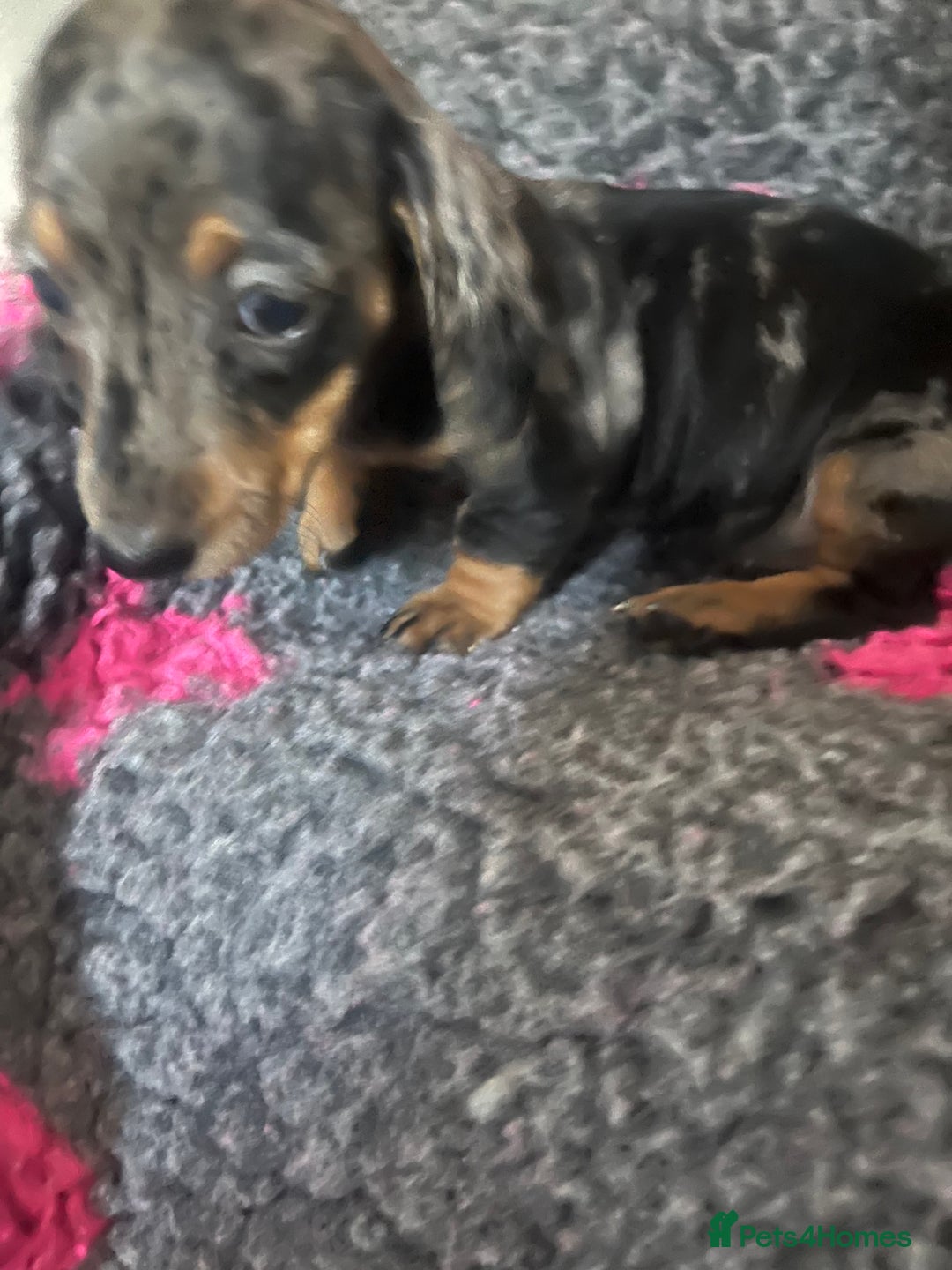 Dachshund dogs for sale: STUNNING dachshund puppies 2 boys 2 girls  - Image 4