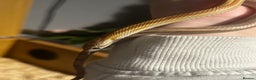Corn Snake reptiles for sale: Elio the Strawberry ultra motley corn snake  - Advert 5