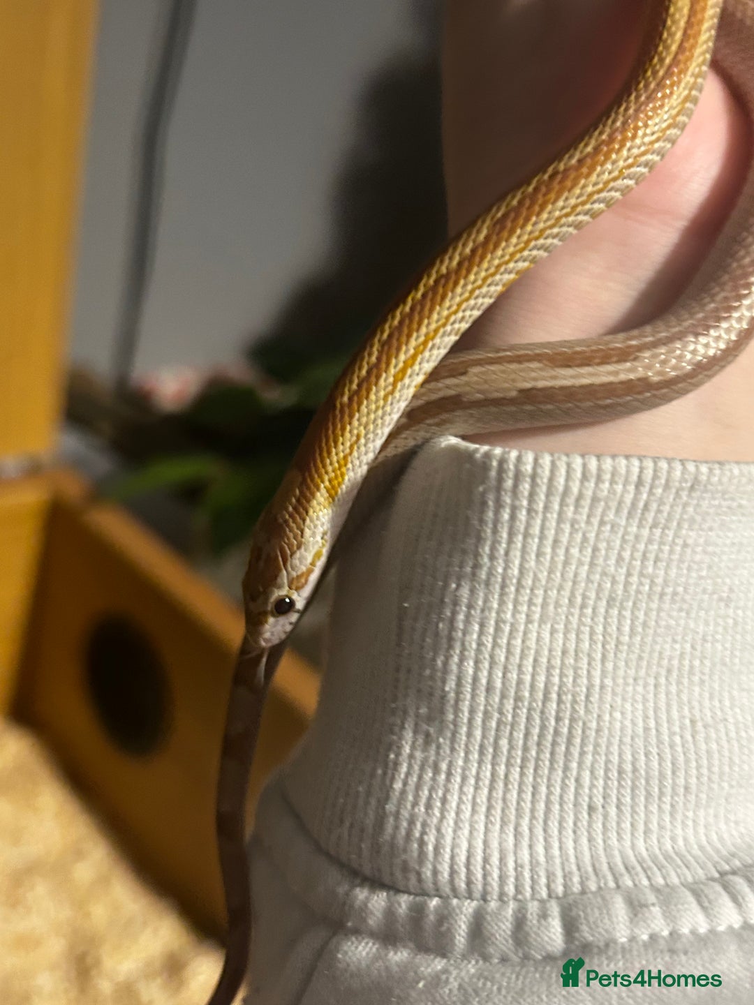 Corn Snake reptiles for sale: Elio the Strawberry ultra motley corn snake  - Advert 5