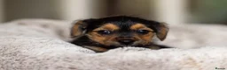 Jack Russell dogs for sale: Gorgeous Jack Russell Puppies  in Newbury - Advert 4