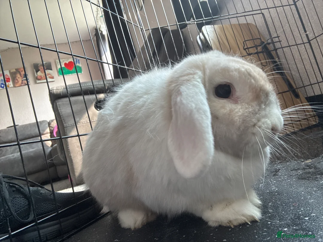 Mini Lop rabbits for sale: White mini lop bunny  in Gravesend - Advert 2